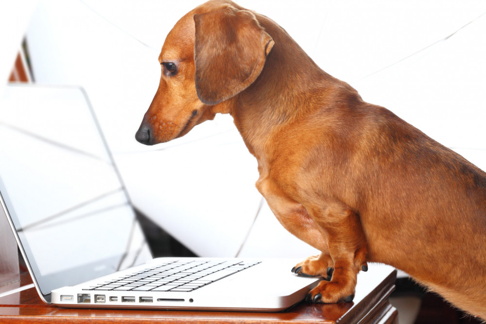 Feeling Stuck as a Vet Nurse? Here's Where Your Career Could Take You