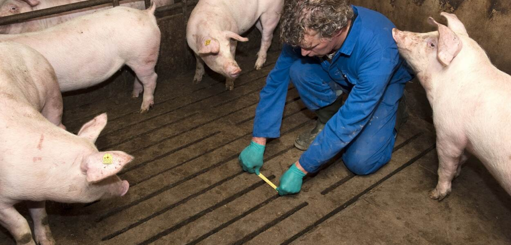 Vacatures bij de NVWA: Maak het verschil in dierenwelzijn