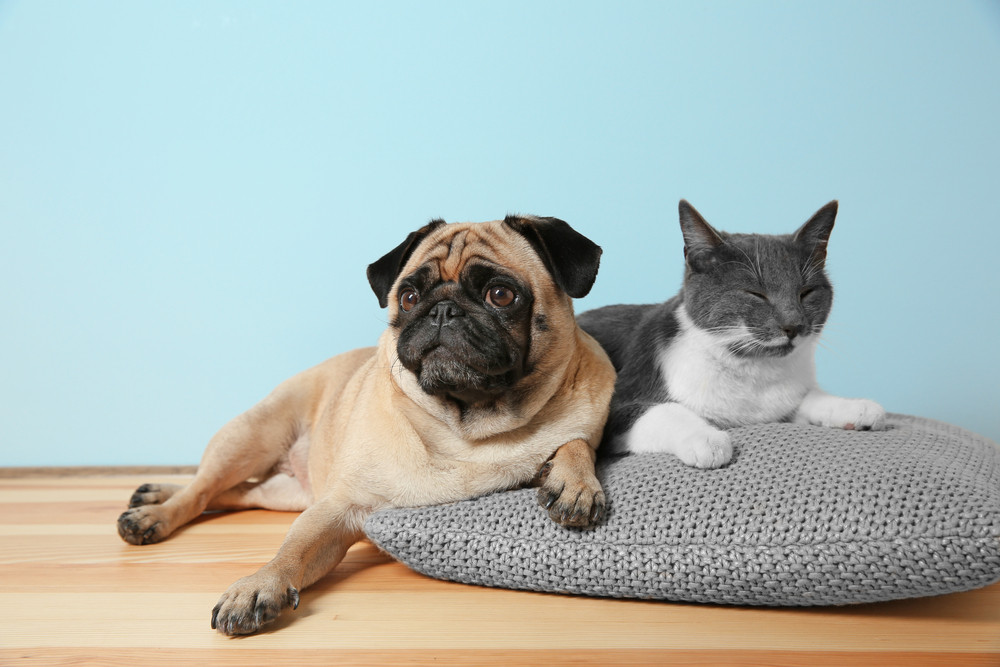 How to Improve Staff Performance in Your Veterinary Practice