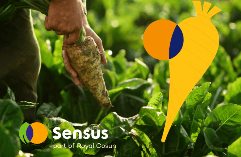 Sensus: Van cichoreiwortel tot vezel, alles over inuline