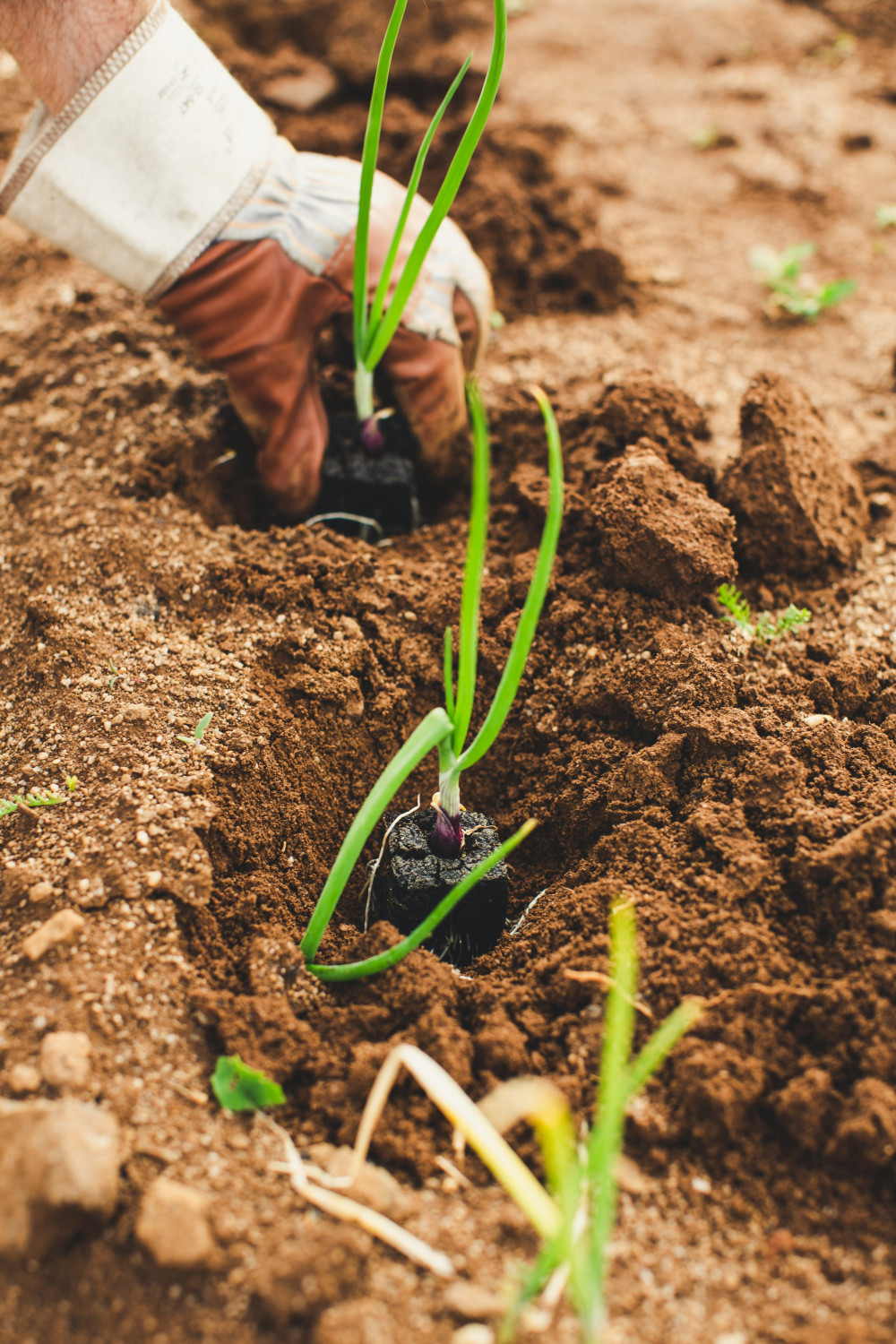Regenerative Farming Is Growing — But Where Will the Skilled Workers Come From?