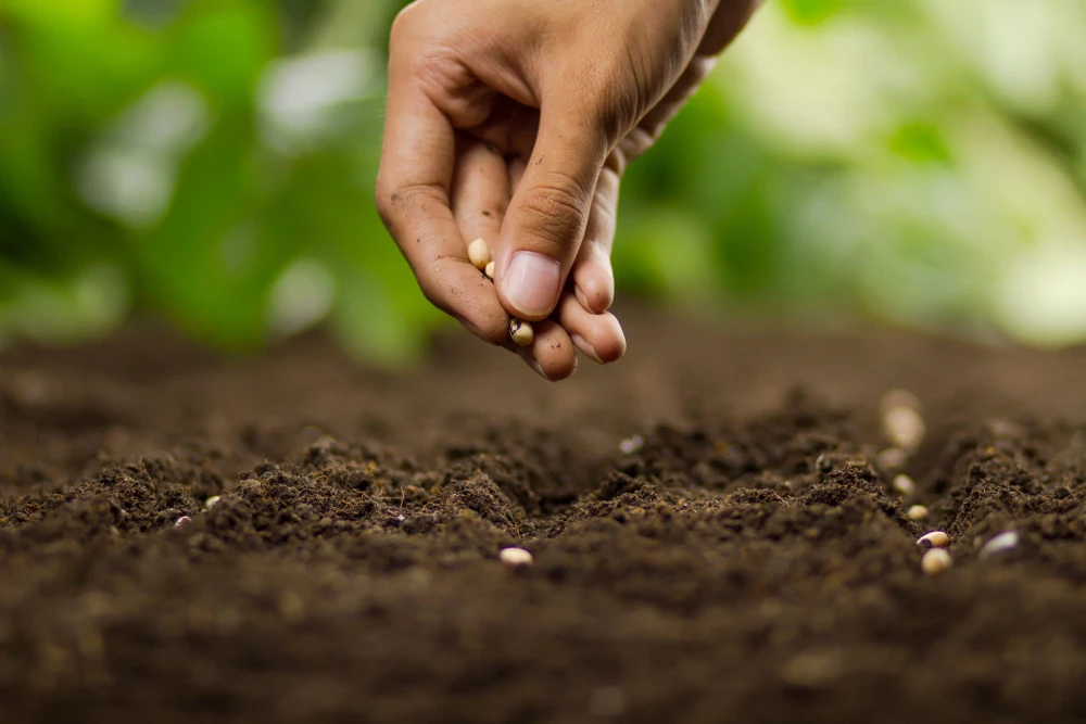 Seeds of Opportunity