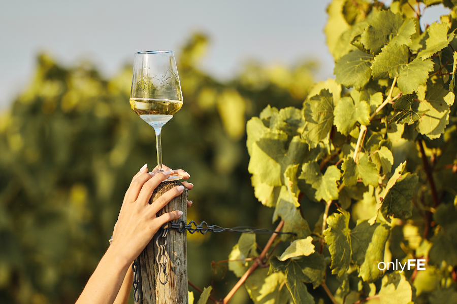 Plumpton College Backs English Wine Industry with £500,000 Training Pledge for Second Year