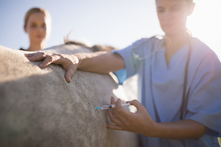 Unlock the Secrets to a Happy and Healthy Horse with This Ultimate Dental and Vaccination Guide!