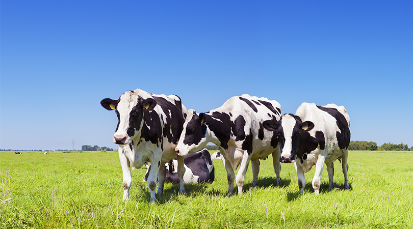 De 10 belangrijkste zuivelbedrijven in Nederland