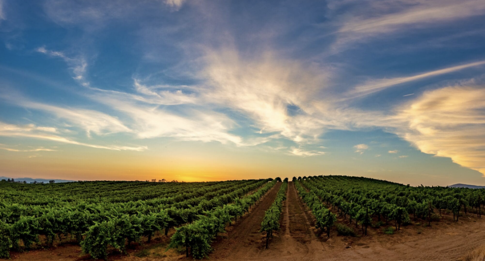 Pursuing the Passion of Wine