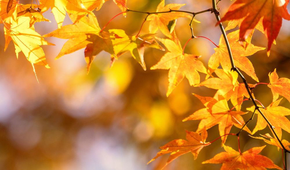 Fall Into Wellness: Giving Yourself Permission to Slow Down
