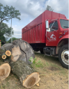 Alpine Tree Service