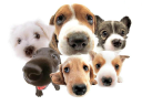 Britt Animal Hospital
