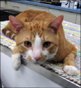 City Veterinary Care