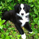 Corvallis Veterinary Hospital