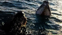 Jervis Bay Wild