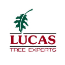 Lucas Tree Experts