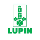 Lupin