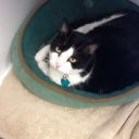 Midlothian Animal Clinic