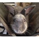 Southern Maine Hospital for Small Mammals