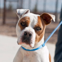 Maclean-Cameron Animal Adoption Center
