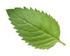Mint Dental Care