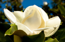 Oakmont Gardens