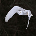 Owl Bookkeeping and CFO Services