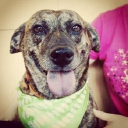 Best Friends Pet Care