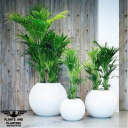 Plants and Planters