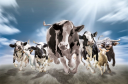 Roberts Dairy Service