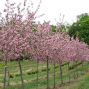 Rockwood Forest Nurseries