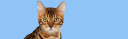 Sacramento Cat Hospital