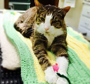 Sharon Veterinary Clinic