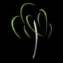 Willow Dental Group