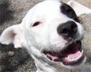 St. Croix Animal Welfare Center