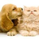 Sunset Animal Clinic
