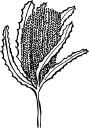 The Little Banksia