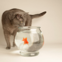 Veterinary Medical Center Studio City
