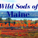 Wild Sods of Maine