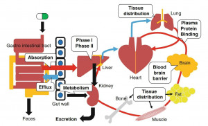 Products for ADME Studies