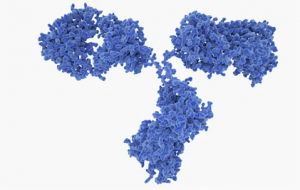 Norovirus Antibodies