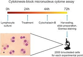 In Vitro Micronucleus Test