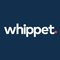 Whippet