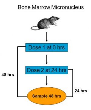 In Vivo Rat Micronucleus Test