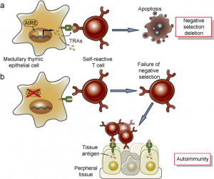 Dengue Virus Mouse Models
