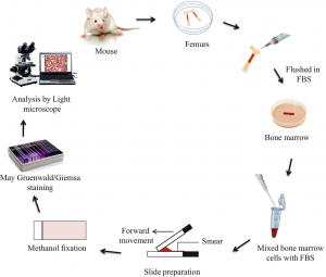 In Vivo Mouse Micronucleus Test