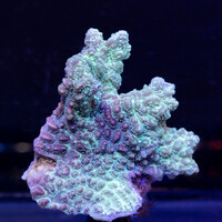 Forever Reef Project