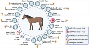 Equine Diseases Detection Reagents