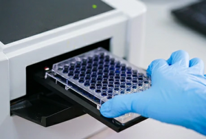 Rainbow Trout Hepatocytes