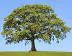 Big Oak Flat-Groveland Unified