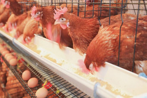 Cumberland Poultry Farm