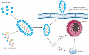 Lateral Flow Assay Development