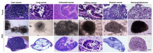 Organoid Culture Tools